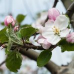 Jabloň domáca (Malus domestica) ´BOSKOOPSKE´ - zimná, výška 120-150 cm, voľnokorenná
